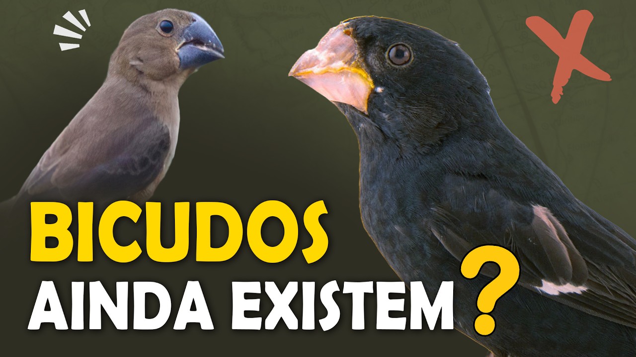 BICUDOS SELVAGENS ainda EXISTEM? Canto e fatos sobre o pássaro bicudo!