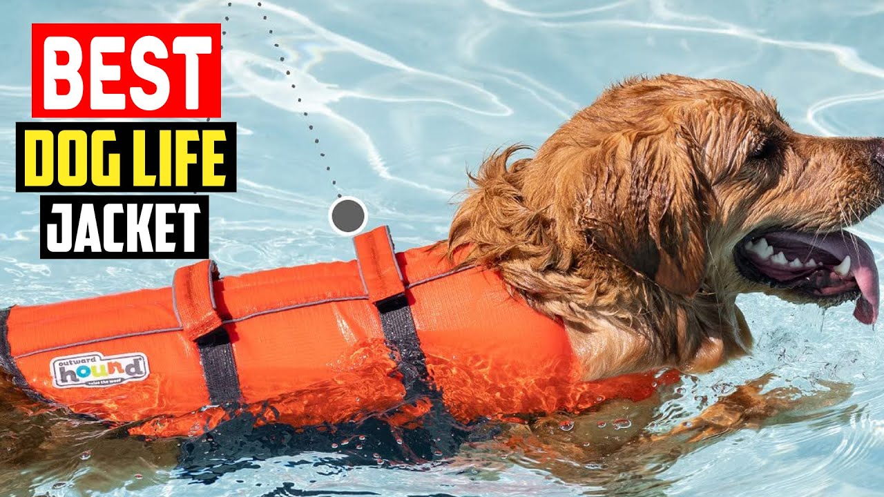 ✅5 Best Dog Life Jacket in 2025