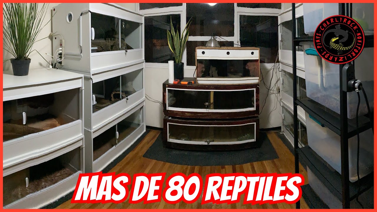TODOS MIS REPTILES!! MI NUEVO CRIADERO POR FIN!!!! PARTE 1