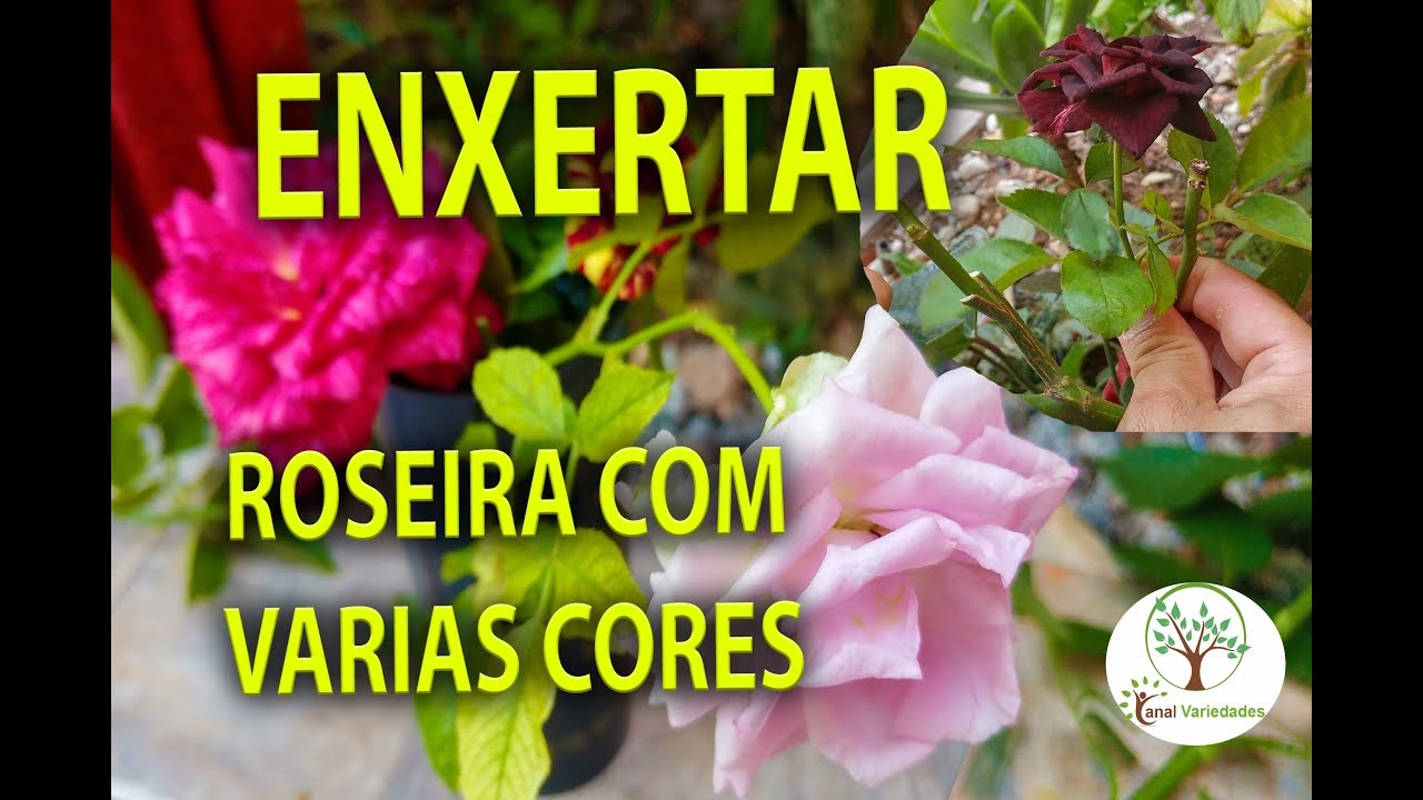 ROSEIRA DE VARIAS CORES, COMO ENXERTAR NA MESMA MUDA