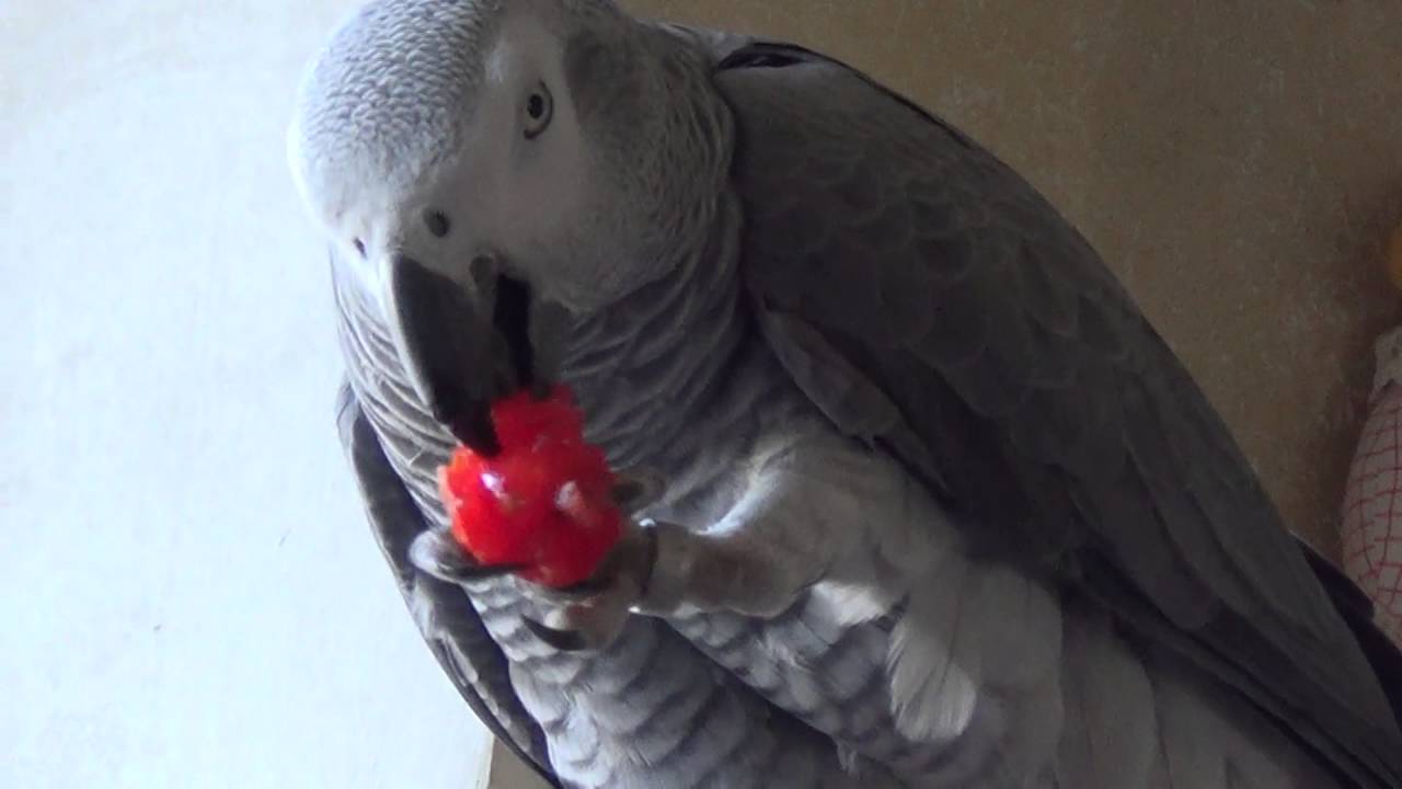 ❤✫Как ЖАКО Рома кушает помидор Черри и Огурцы❤✫ As Jacko eats monitor Cherry tomatoes and Cucumbers