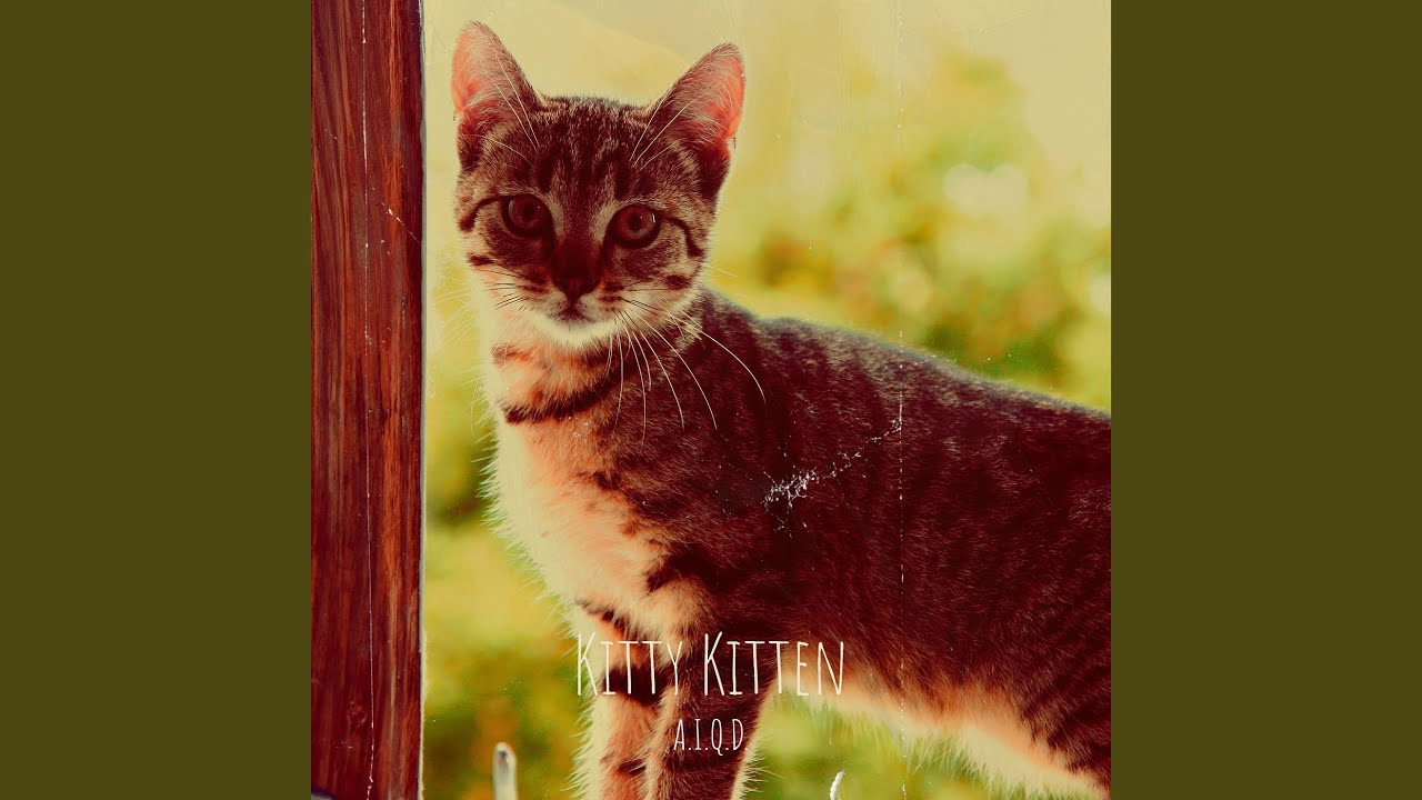 Kitty Kitten
