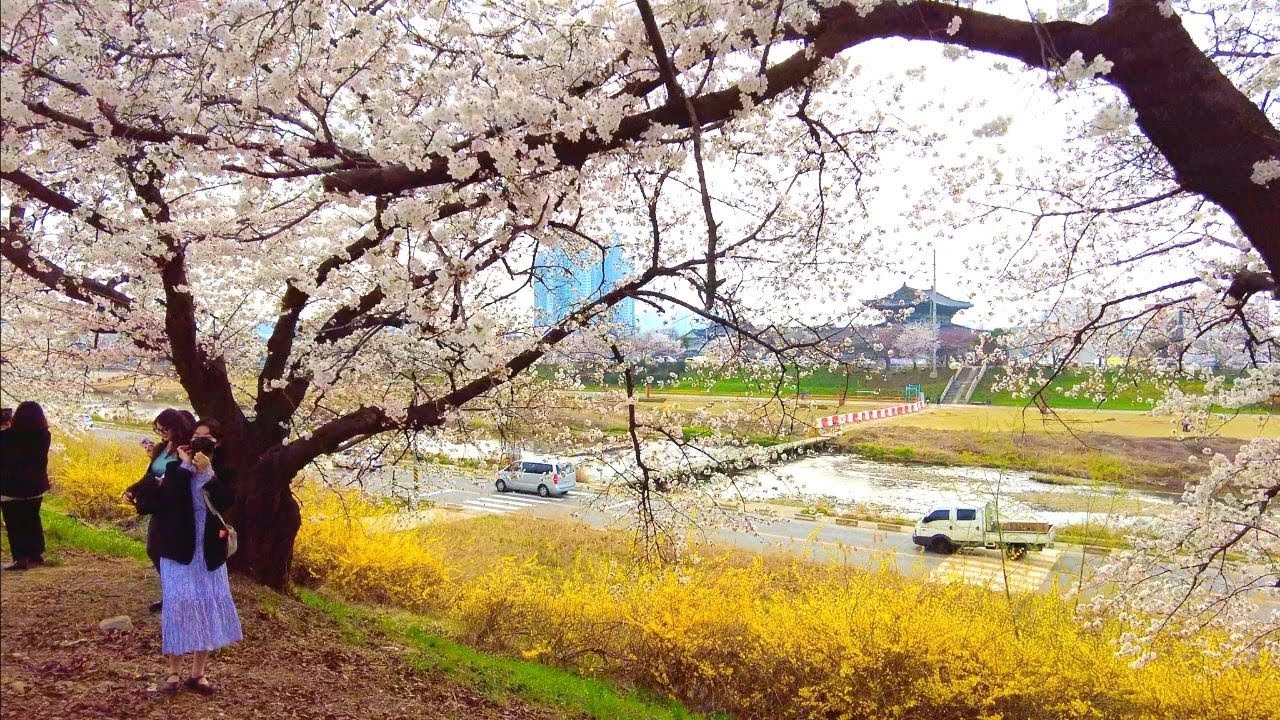 [4k]Walking Cherry Blossom Road 무심천 벚꽃길 청주 (with Waltz of Flowers, Tchaikovsky)