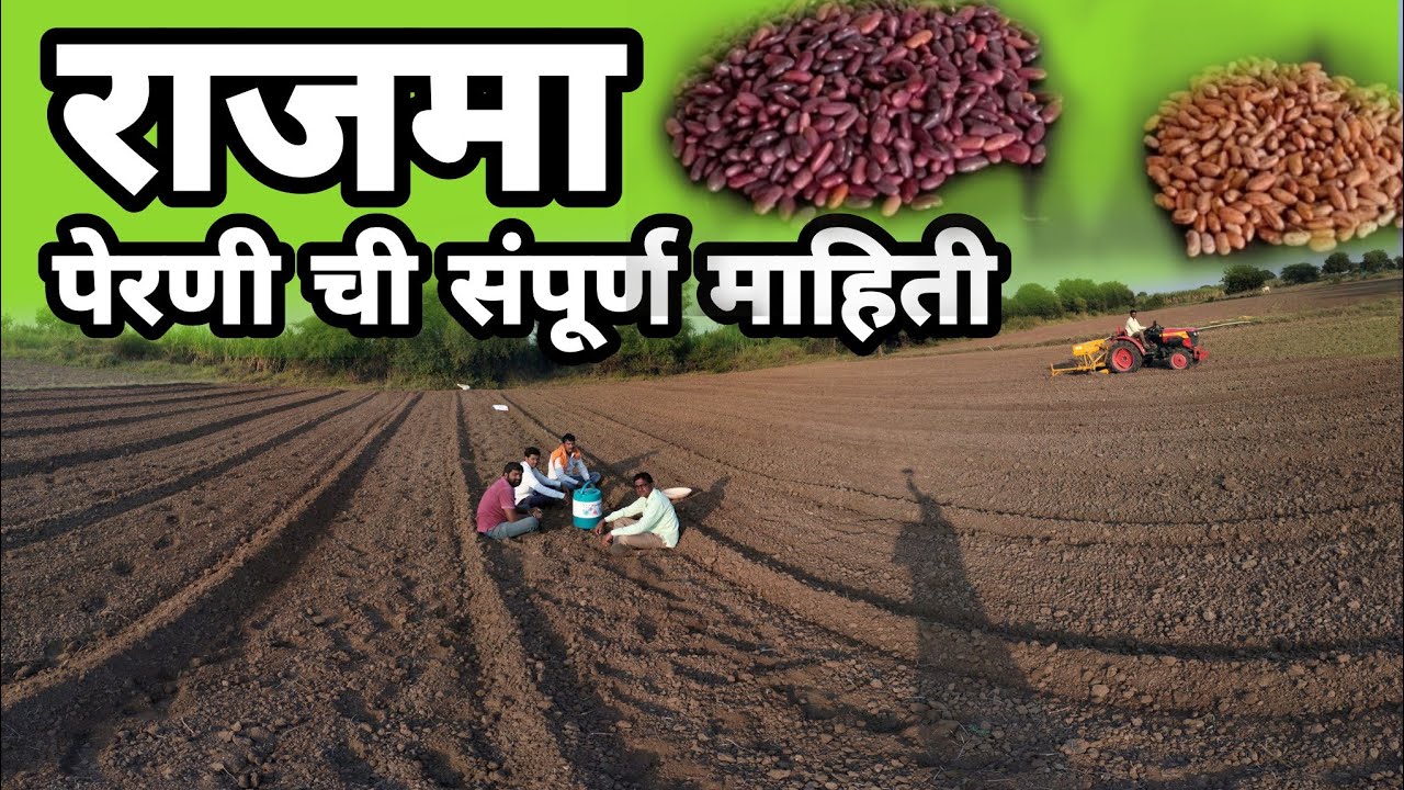 राजमा पेरणी ची संपूर्ण माहिती | ट्रॅक्टरच्या साह्याने पेरणी कशी करावी