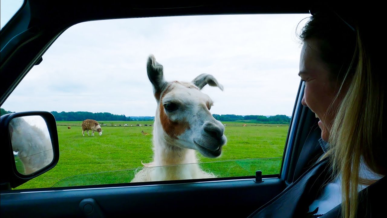 Safari Park In Anykščiai 4K | Lithuania