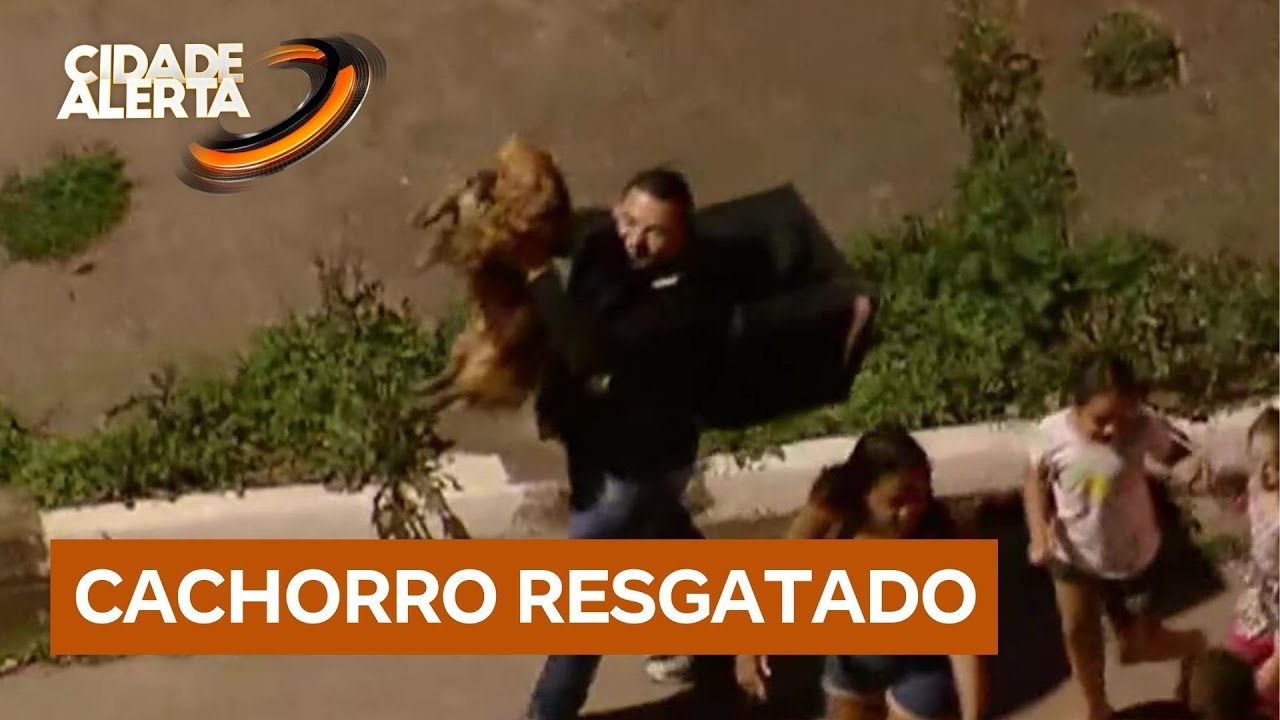 Cachorro que corria pelo Rodoanel &eacute; resgatado em Embu das Artes (SP)