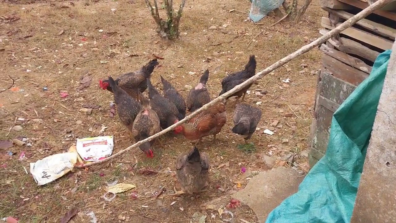 Bà tám đi mua 🐔