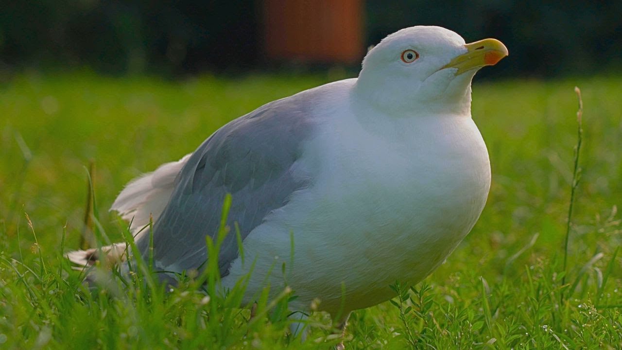 The Dark Queen of the Moat Pond [4K] Female European Herring Gull