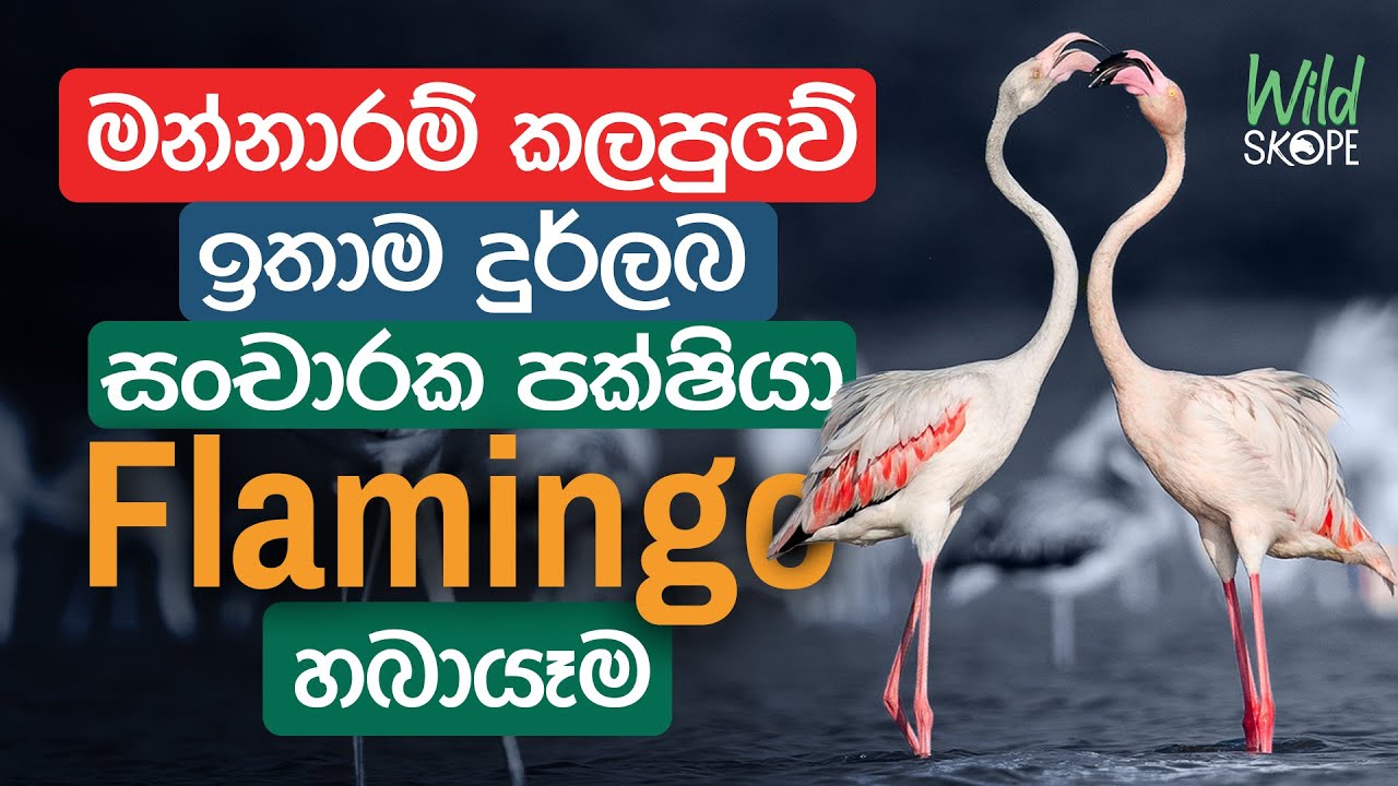 Wildlife Photography Tour | Mannar | Flamingos | Wild Skope Vlog 02 #flamingos #wildlife