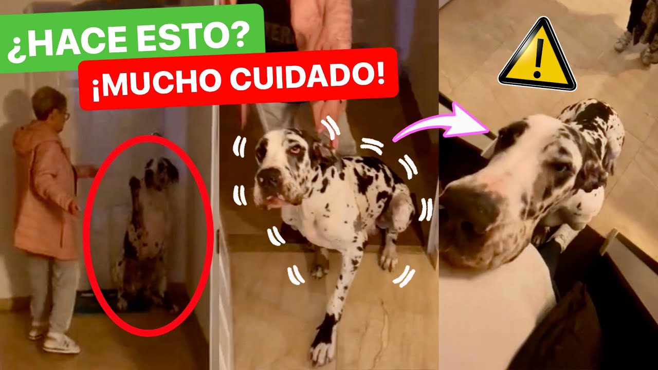 2 COSAS que le hacen MUCHO DAÑO a tu PERRO ⚠️ y NO LO SABÍAS! 😱