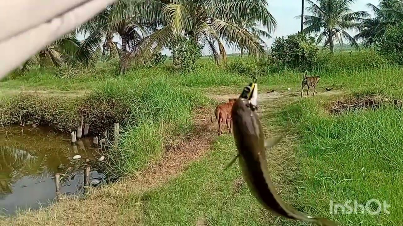 Dua hari yg melelahkan lumayan banyak hasilnya guys..