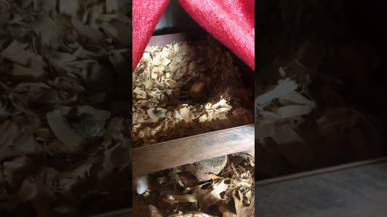 Collecting eggs 