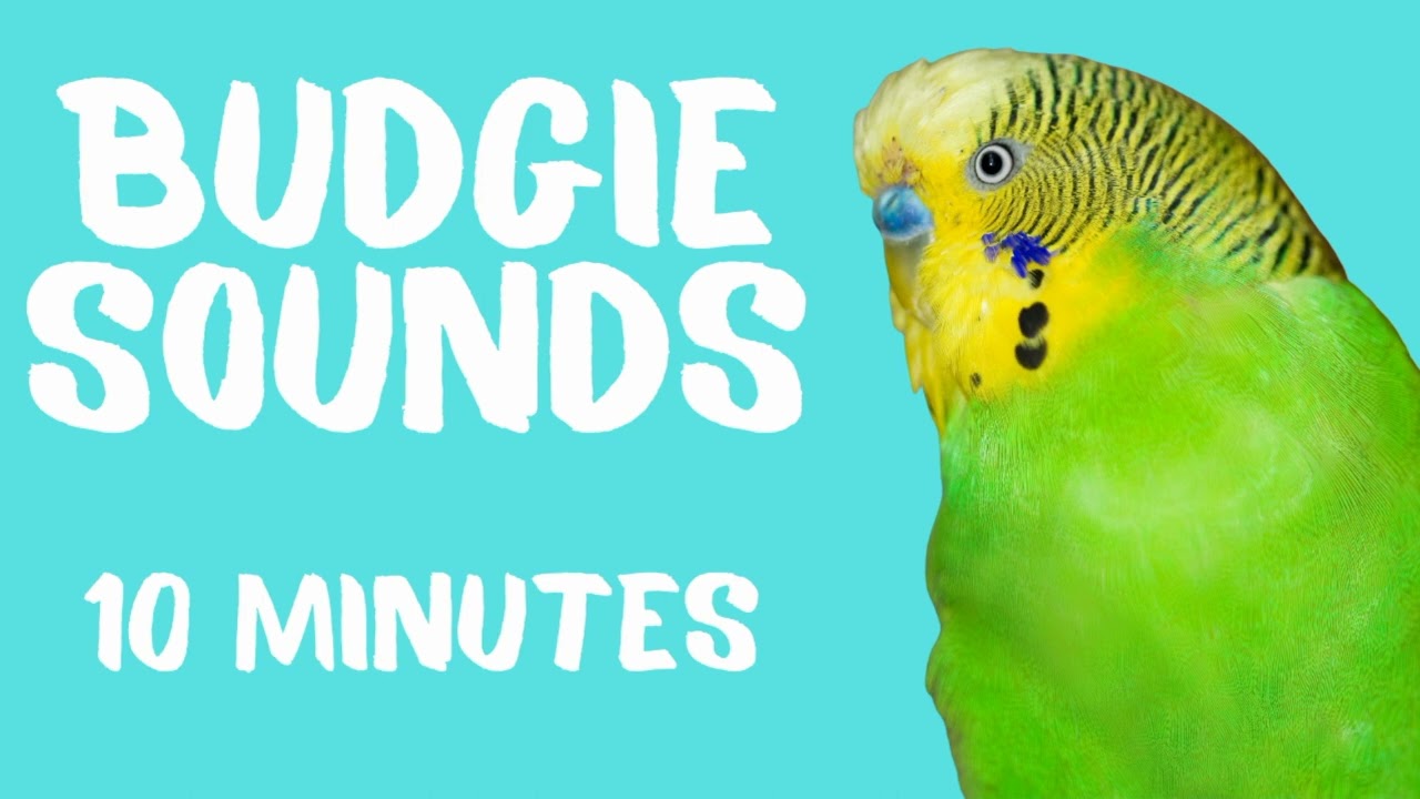 Budgie Sounds, Budgie Singing and Chirping