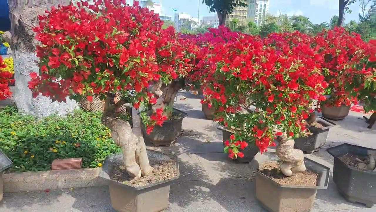 Chợ Hoa Quy Nhơn 