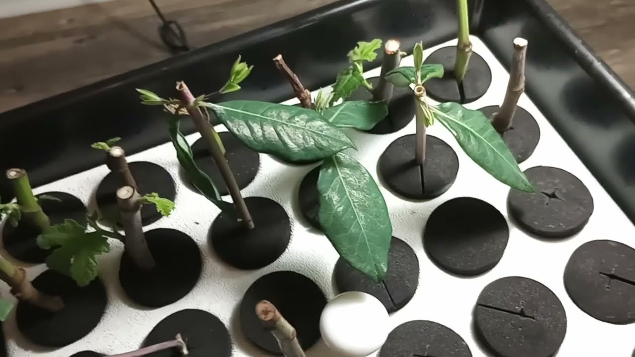 Clone King; Aeroponic Plant Propagator.