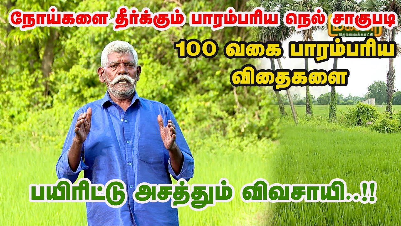 பல நோய்களுக்கு மருந்தாக செயல்படும் பாரம்பரிய நெல் ரகங்கள் | Natural Farming | Paddy | Malarum Bhoomi
