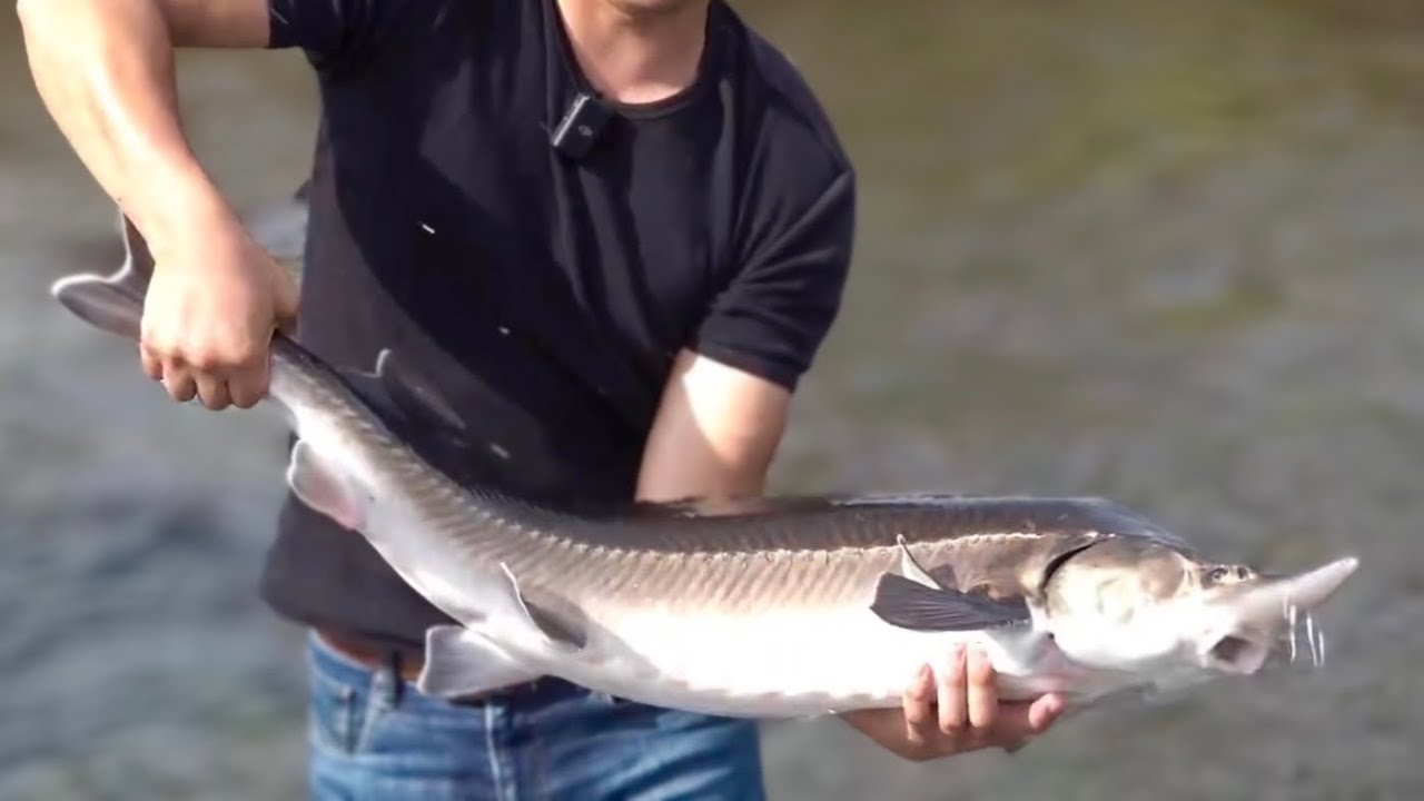 チョウザメを捌いてペペロンチーノを作る