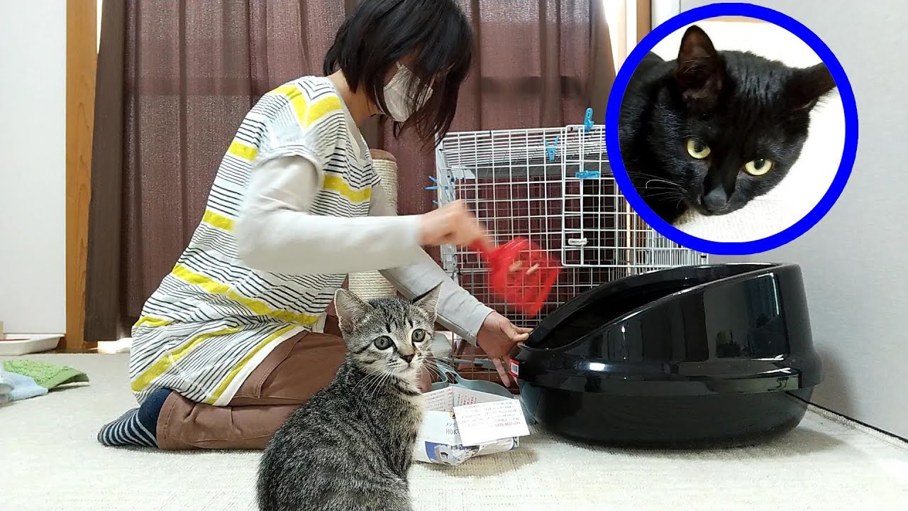 子猫と黒猫と過ごす雨の休日/ピーマンをがっつく子猫と天つゆをこぼすクロ