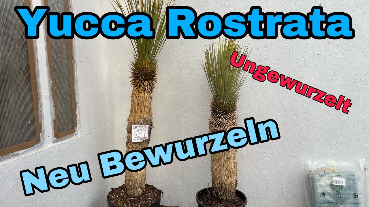 Yucca Rostrata ungewurzelt - Stamm neu bewurzeln