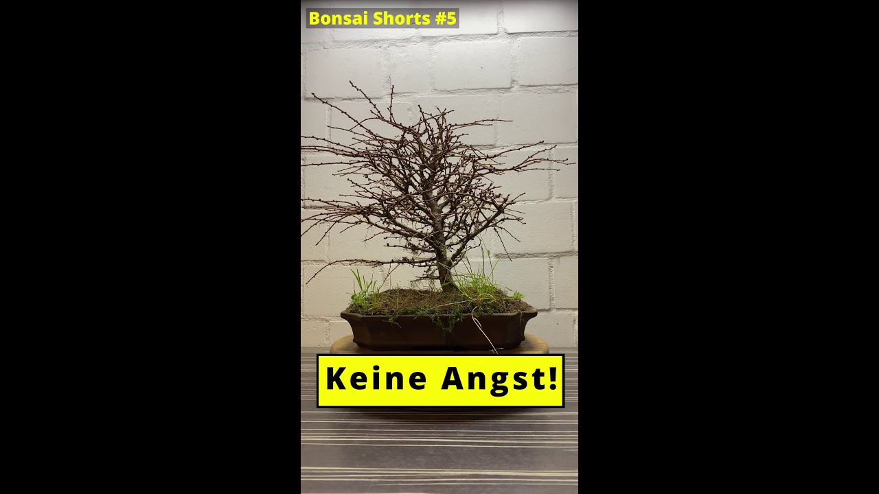 Ganz Einfach und OHNE nachdenken zurückschneiden WEIL muss 😜 