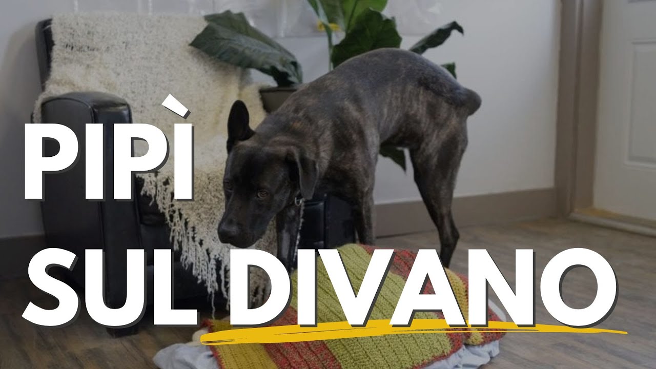 Cosa fare se il cane fa la pipì sul divano.