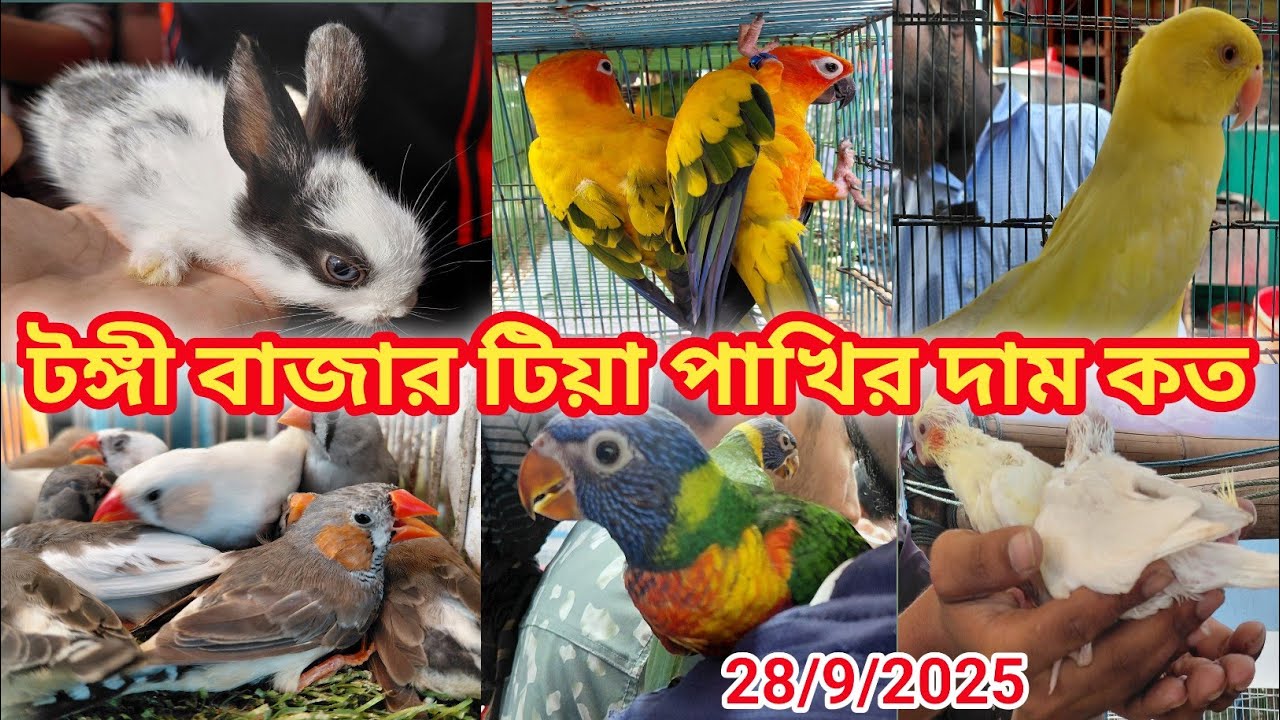 টঙ্গী বাজার পাখির হাট || Tongi pakhir hat || bird price in Bangladesh 2025 || টঙ্গী হাট
