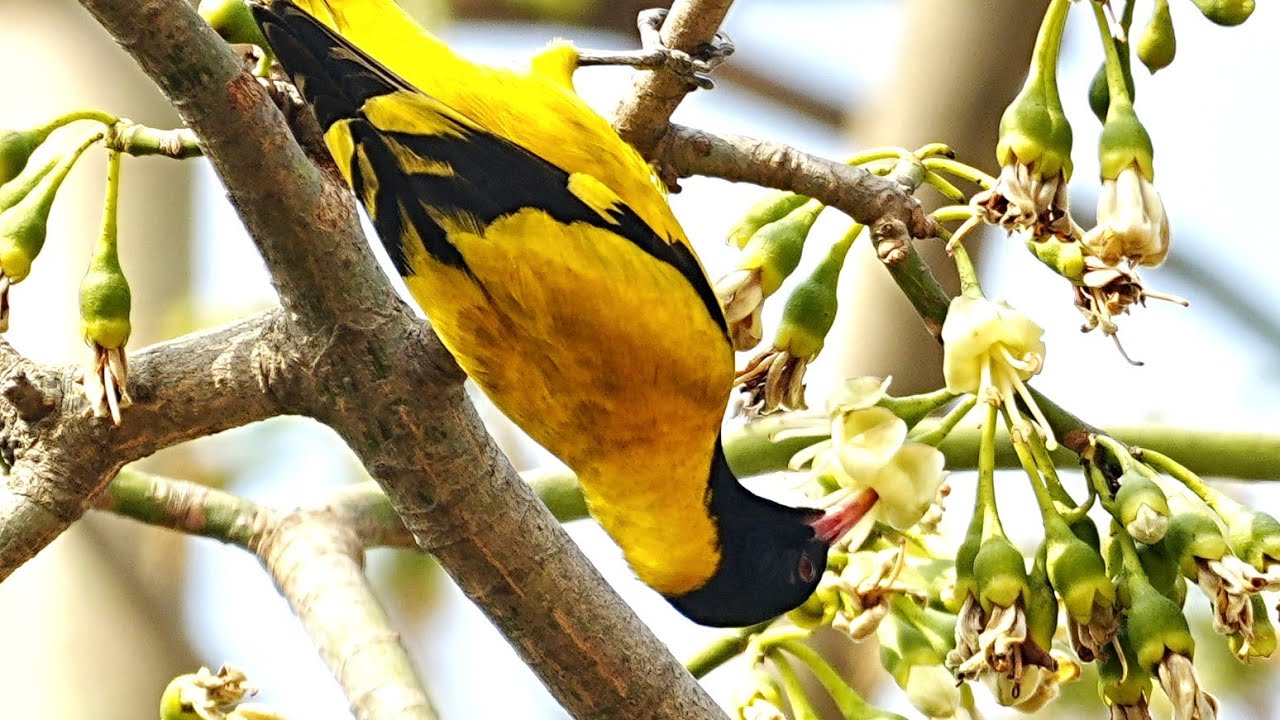 বসন্ত coming soon.....পাখি দের আনাগোনা বেড়ে গেছে 😍