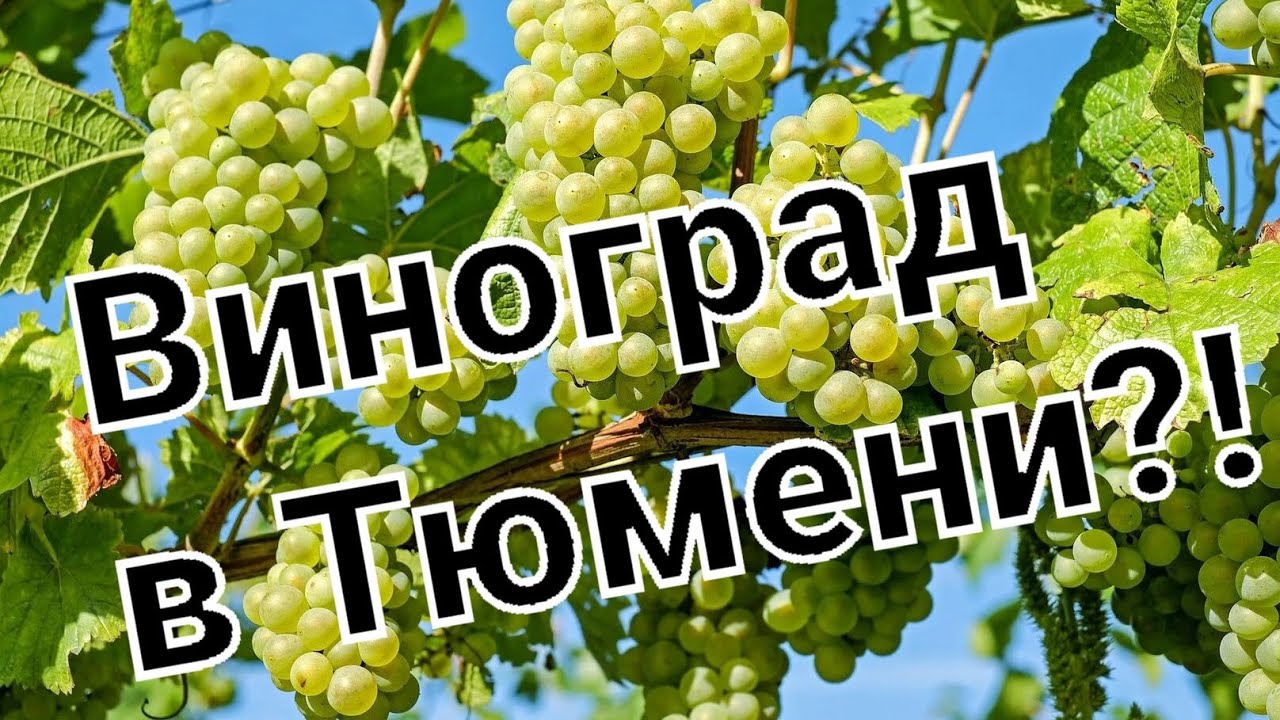 Виноград в Сибири.