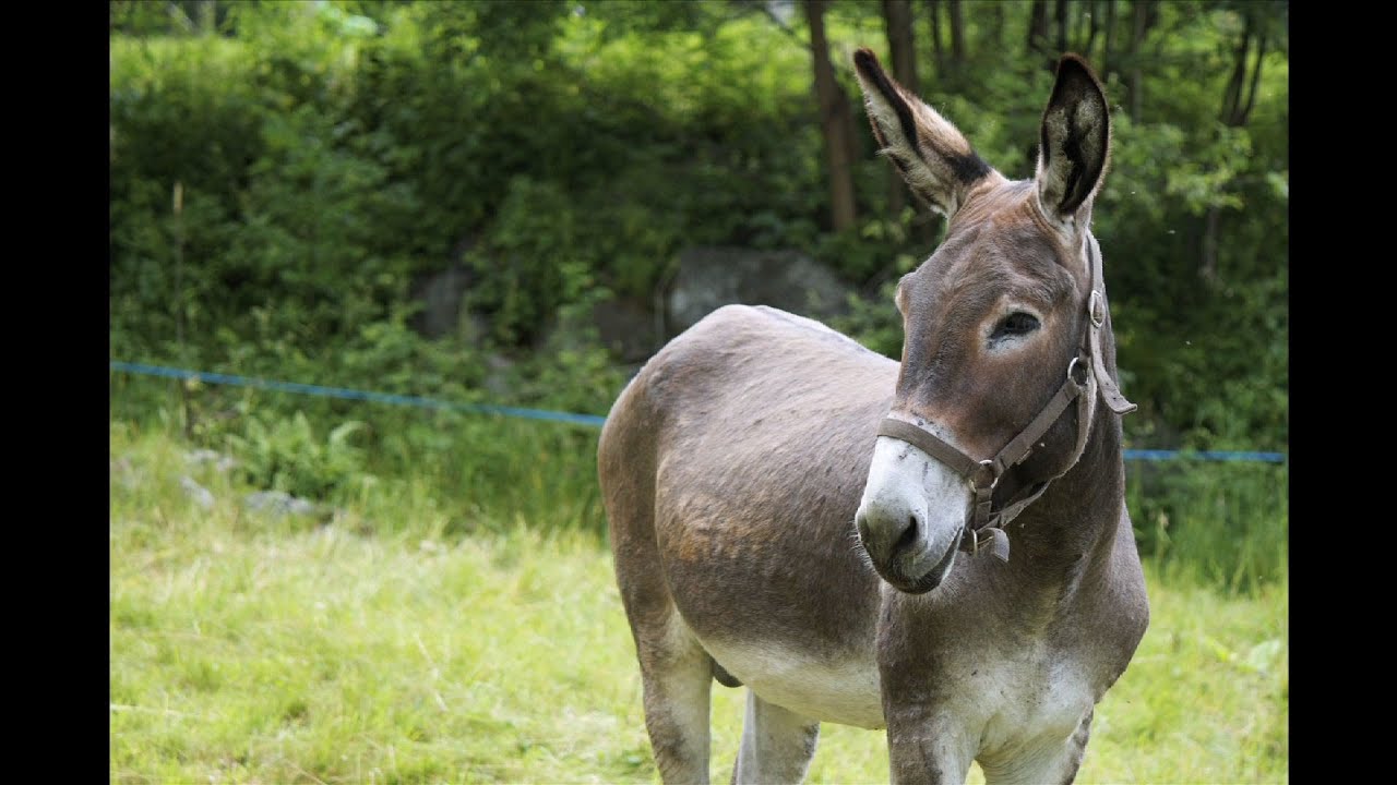 Are horse feeds appropriate for donkeys and mules?
