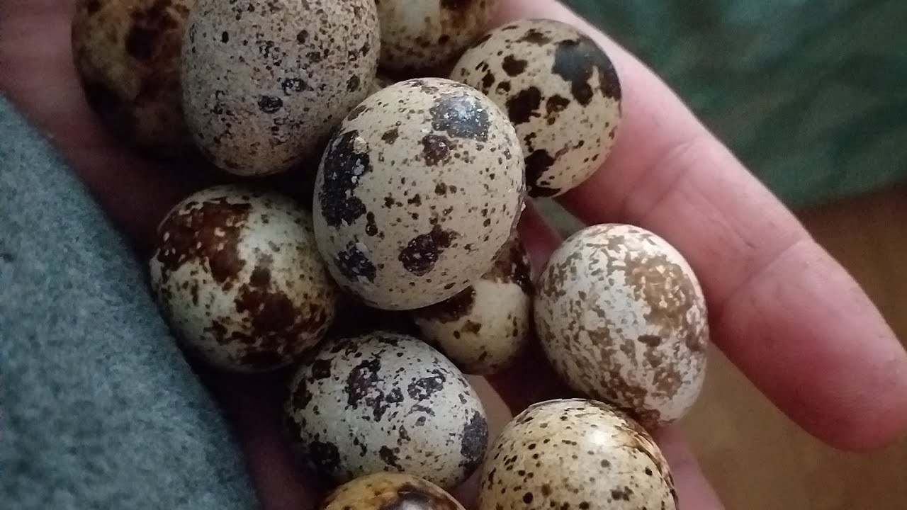 INCUBACIÓN PARA AFICIONADOS PARTIENDO DE 0 . VIDEO 1.Consejos básicos y selección de huevos