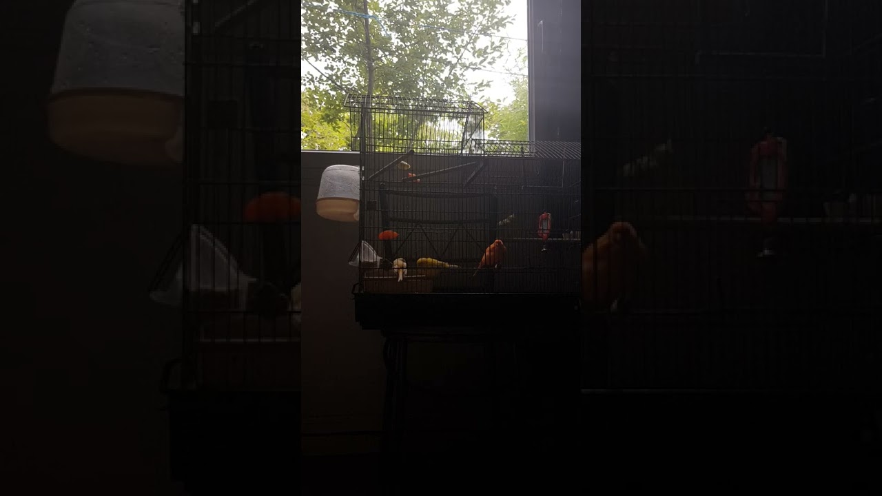 le chant puissant de mon canari 👍