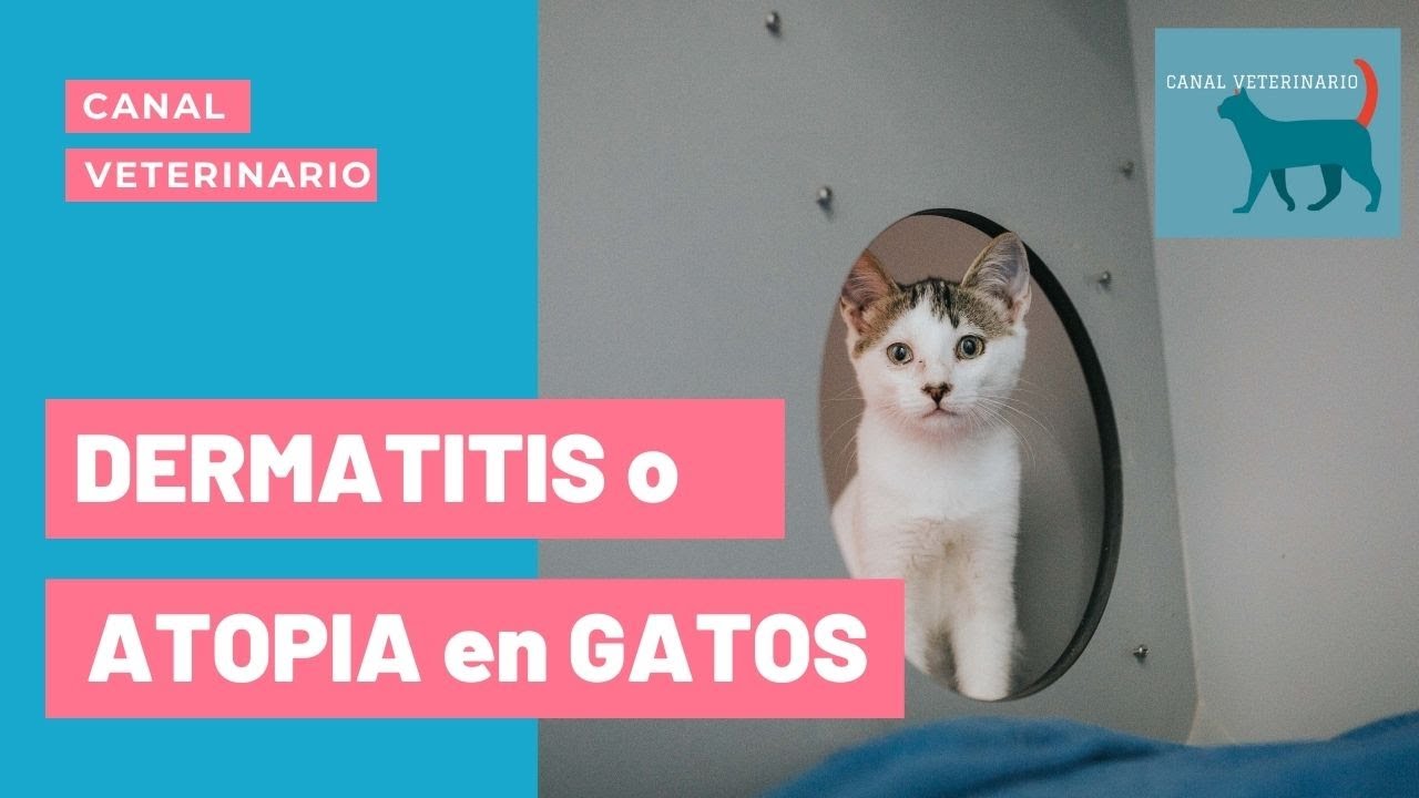 Mi gato tiene dermatitis alérgica o atopia  🙀