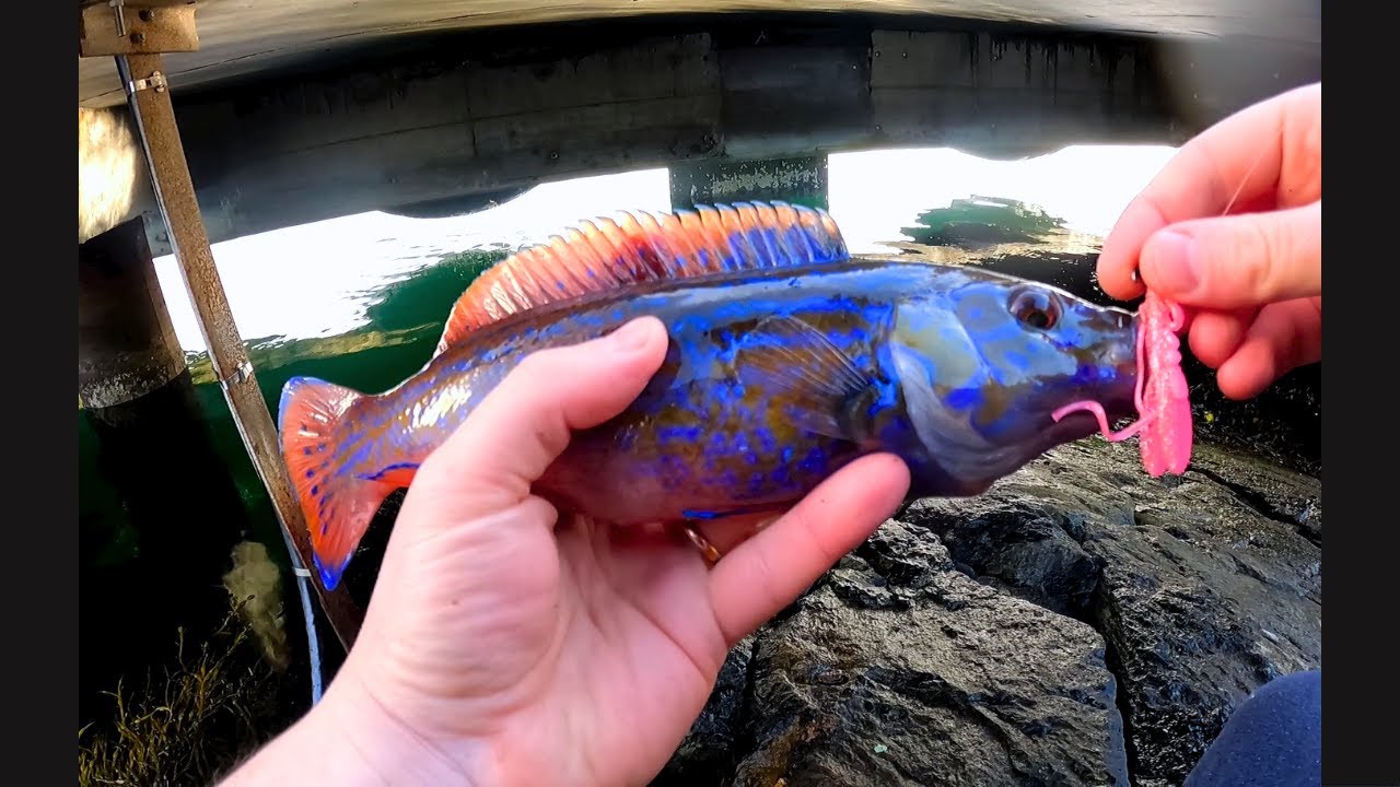 Tordi a light spinning