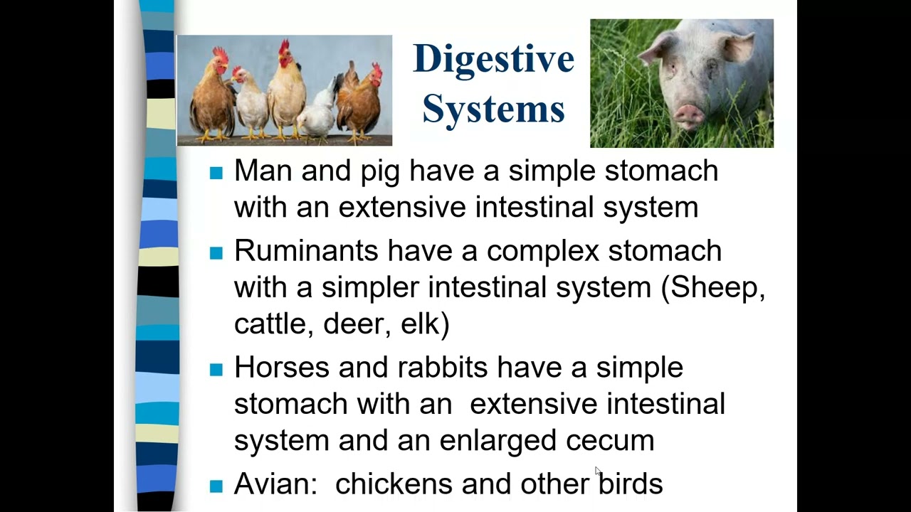 Digestive Systems   Animal Science
