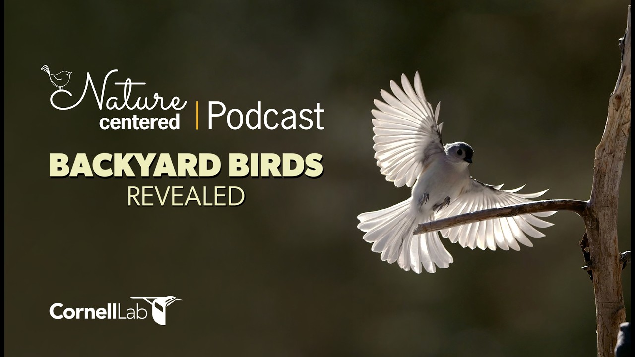 Backyard Birds Revealed | Nature Centered Podcast by Wild Birds Unlimited
