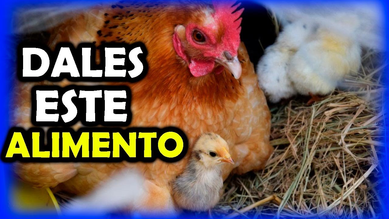 MEJORES ALIMENTOS  para gallinas y gallos en etapa de reproducción Y POSTURA