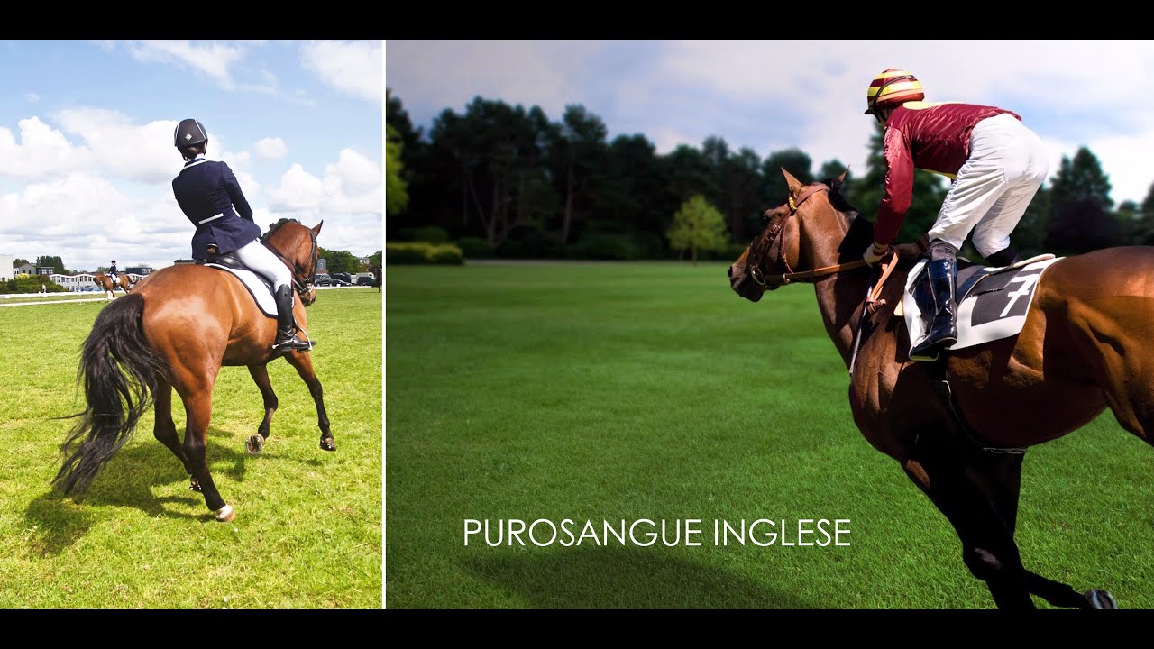 ♘ Cavalli || Purosangue Inglese - PSI || Le Razze