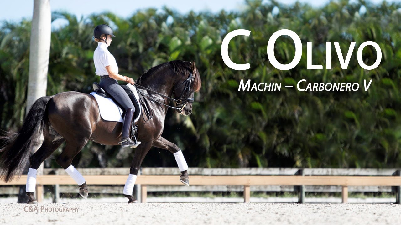 C Olivo (Machin - Carbonero V) Pura Raza Español Stallion