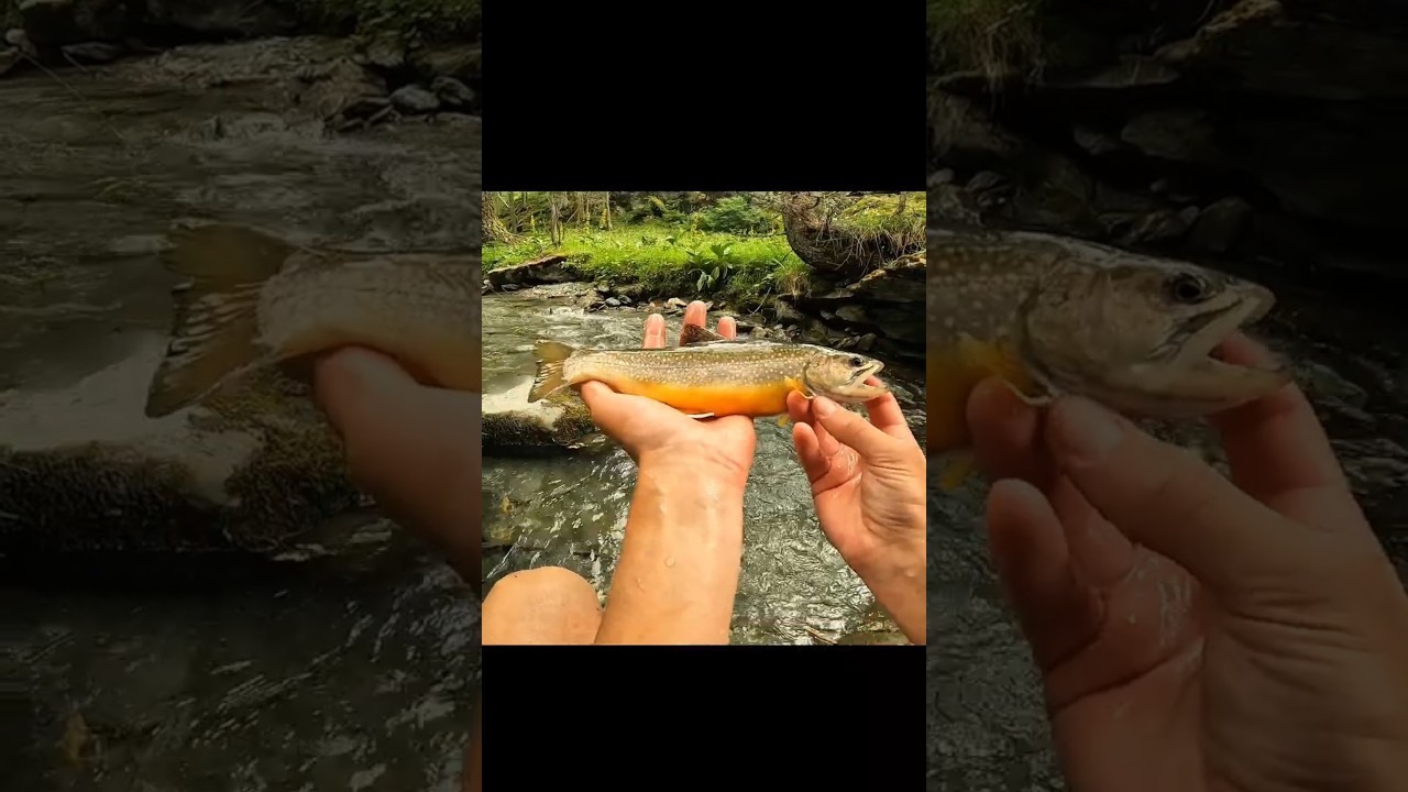 petite session de pêche et beau poisson ! 
