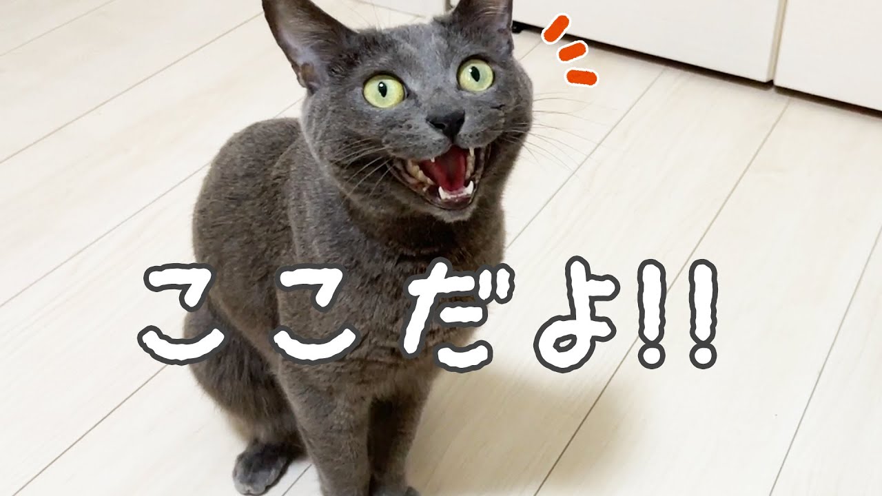 娘と二人きりだと喋りまくる猫ハムちゃん