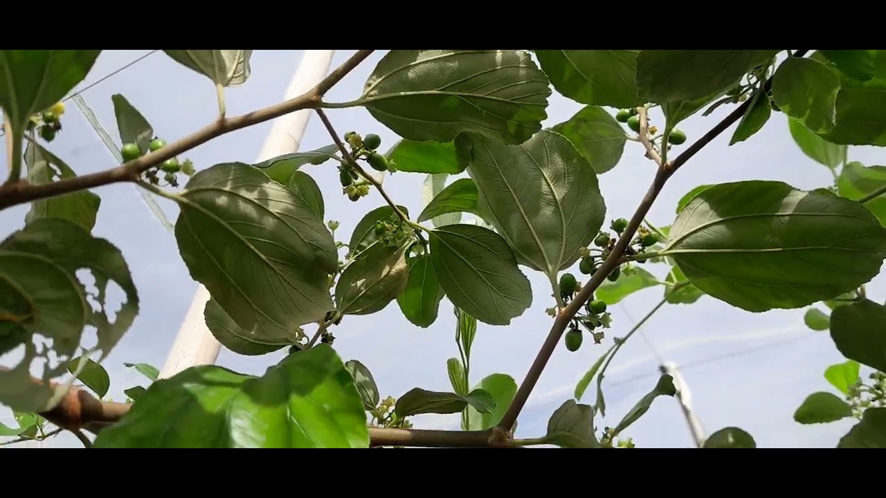 Vườn Táo khứa Cho đậu trái