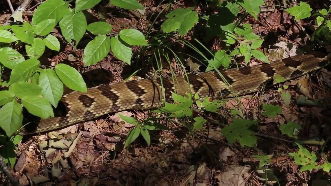 Timber Rattlesnake (Crotalus horridus)