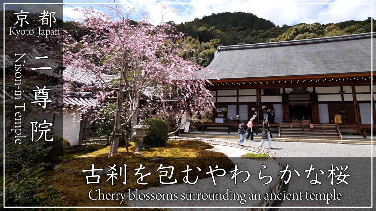 京都 桜の名所 〜二尊院 〜 釈迦如来と阿弥陀如来の二尊がご本尊の嵐山のお寺。満開の境内の桜をご覧ください[No.664]