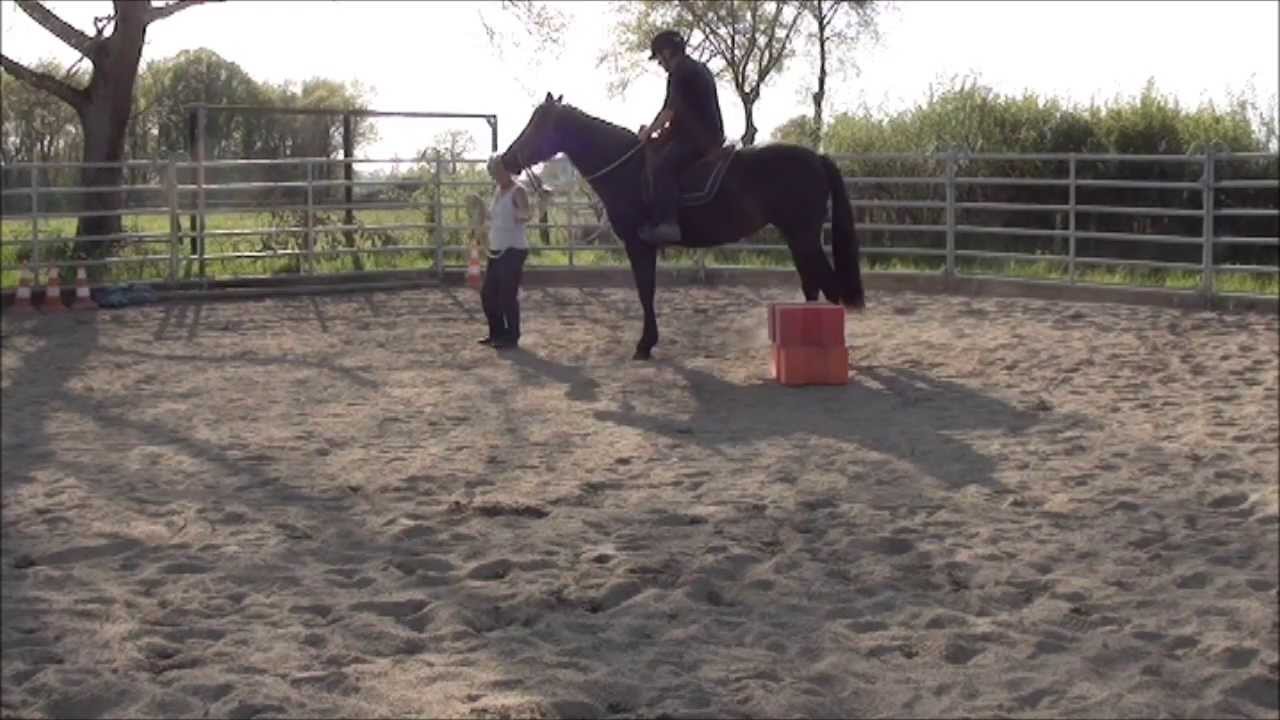 La LICORNERIE travail aux longues rênes sans mors pour AIROSA jument PRE de 3 ans