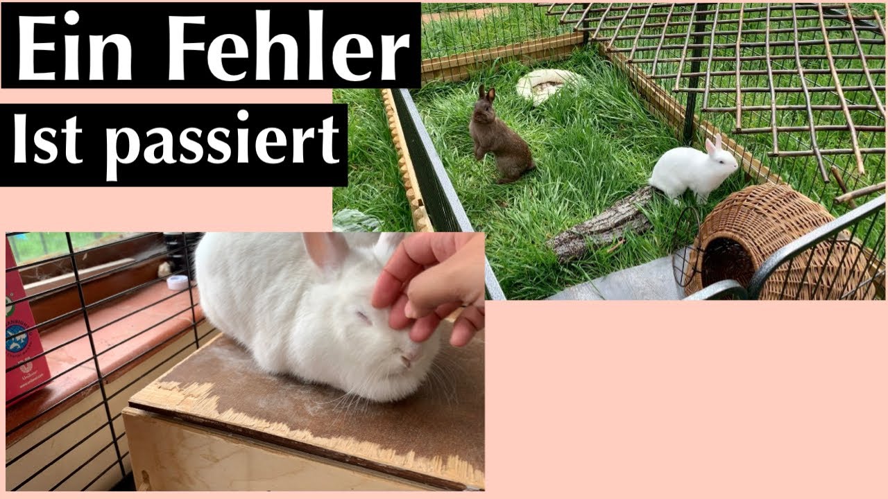 Babys?!🤦🏻‍♀️was ist passiert/Kaninchenbande/schreck für alle.