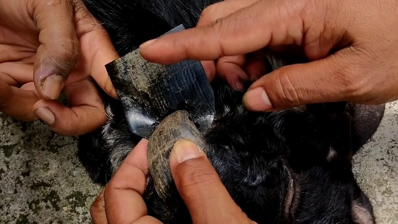Cara Jitu Mengatasi Tanduk Bengkok Melukai Kepala Kambing