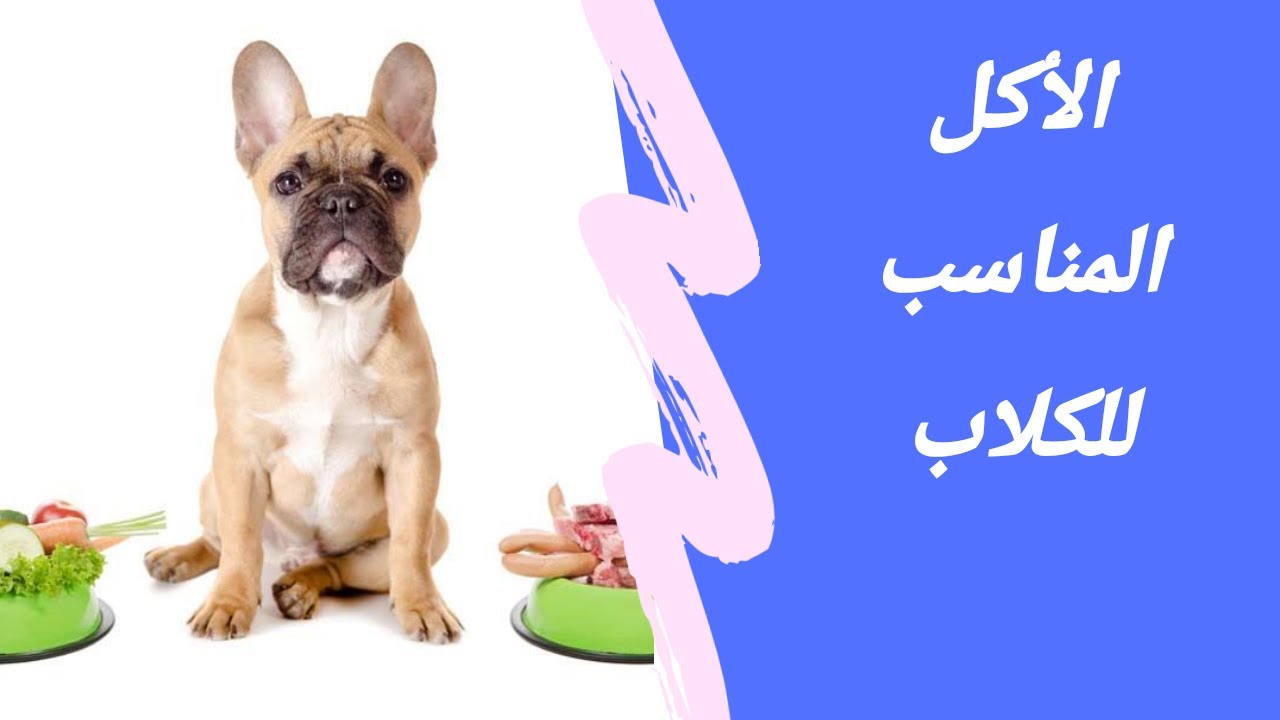 الطعام المناسب للكلاب و أهم العناصر الغذائية الأساسية + عدد  الوجبات المناسب لمختلف أعمارالكلاب