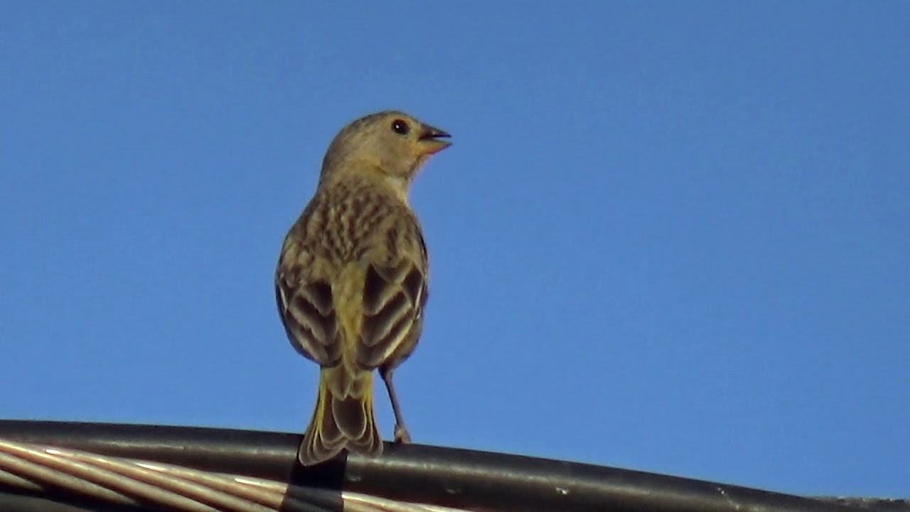 O Canto do Canário da Terra Bom para Treinar Filhotes
