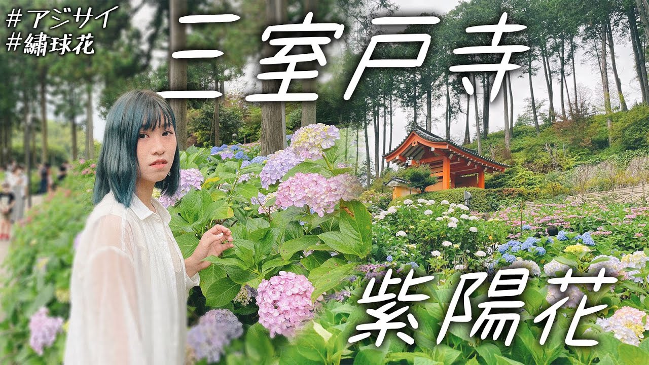【京都宇治散策】擁有二萬棵「紫陽花｜繡球花」花海的《三室戶寺》｜【VLOG】