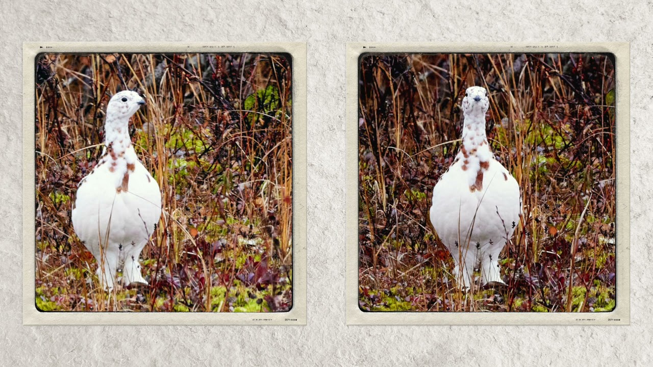 Birds of Manitoba
